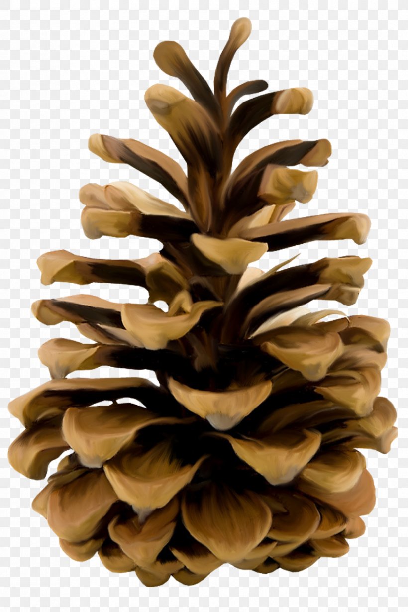 Conifer Cone Pine Shape Flower, PNG, 853x1280px, Conifer Cone, Cone, Conifer, Conifers, Flower Download Free