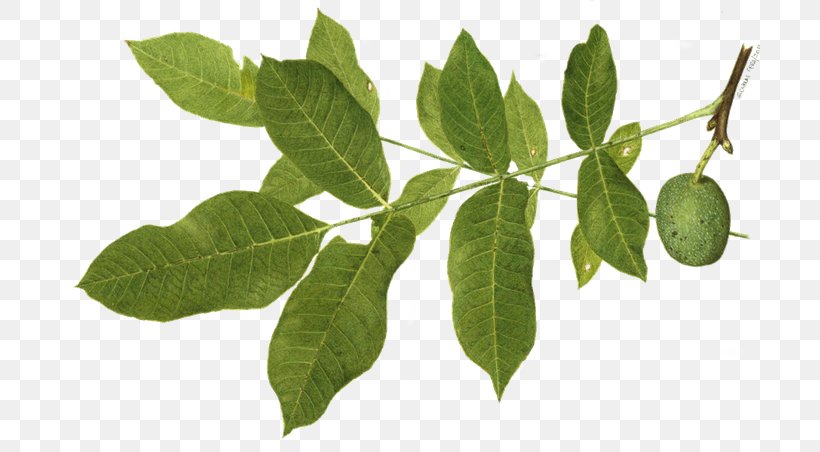 English Walnut Tea Herb Plants Leaf, PNG, 700x452px, English Walnut, Eating, Flower, Flowering Plant, Gingivitis Download Free