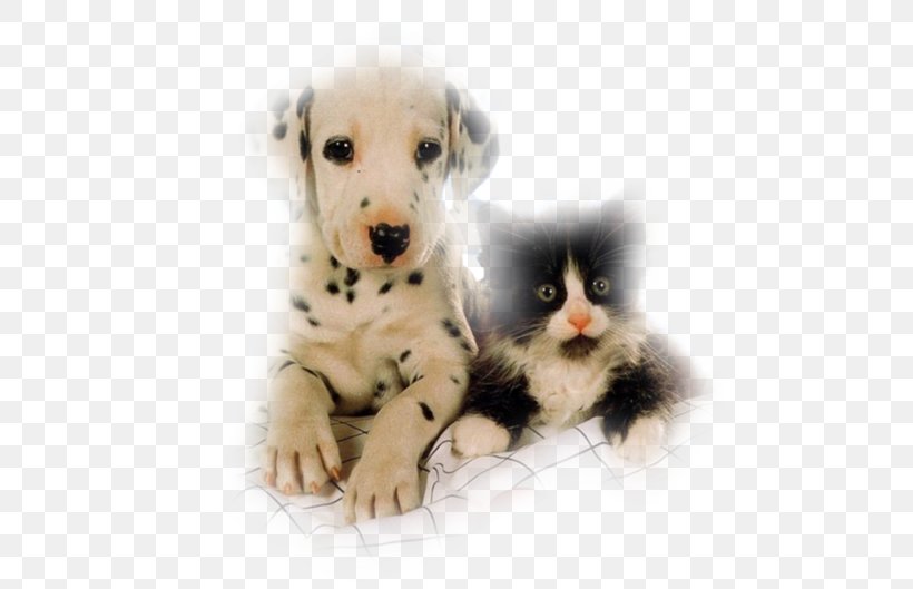 Kitten Puppy Whiskers Dog Cat, PNG, 595x529px, Kitten, Animal, Carnivoran, Cat, Cat Like Mammal Download Free
