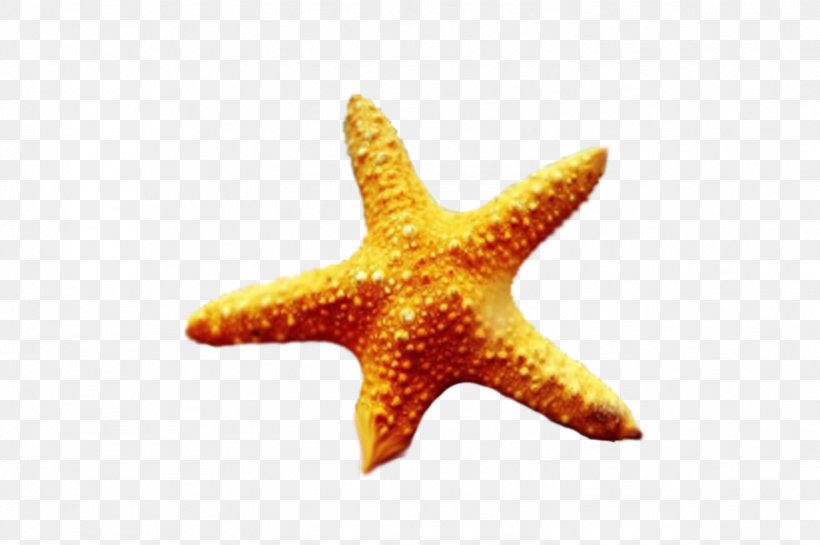 Starfish I See Stars Echinoderm Marine Biology Hardcover, PNG, 1502x1000px, Starfish, Biology, Cartoon, Dey, Echinoderm Download Free