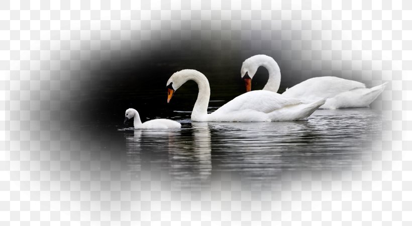Water Bird Black Swan Mute Swan Desktop Wallpaper, PNG, 800x450px, Bird, Anatidae, Beak, Black Swan, Cygnini Download Free