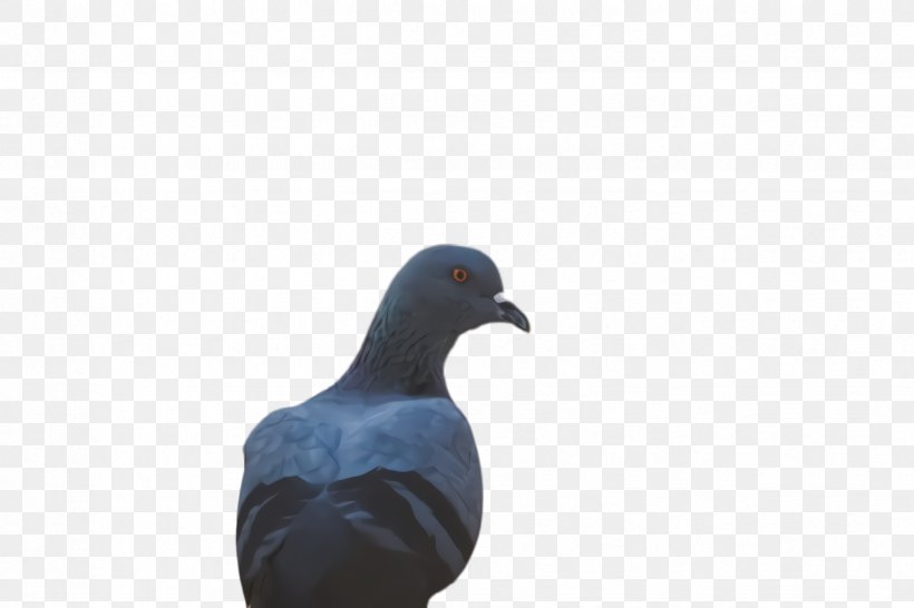 Dove Bird, PNG, 2448x1632px, Pigeon, Beak, Bird, Blue, Dove Download Free