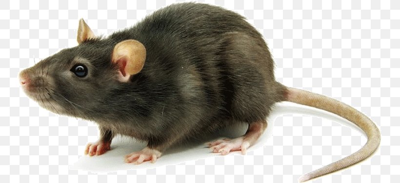 Fancy Mouse Rodent Brown Rat Black Rat, PNG, 749x377px, Mouse, Black Rat, Brown Rat, Cat, Dormouse Download Free