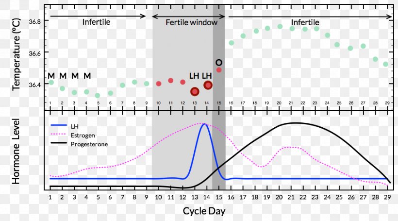 Menstrual Cycle Temperature Chart