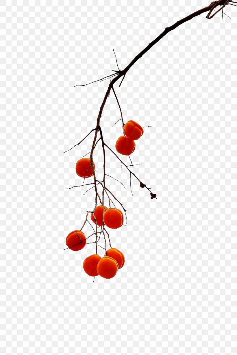 Persimmon Download Fruit, PNG, 1367x2048px, Persimmon, Auglis, Autumn, Branch, Cherry Download Free