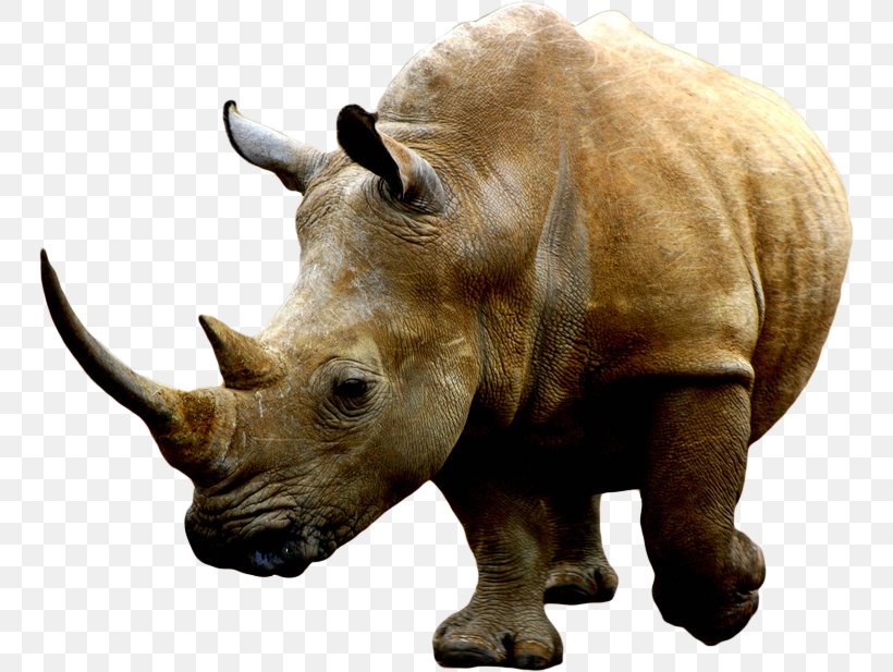 Rhinoceros 3D Rendering, PNG, 750x617px, 3d Rendering, Rhinoceros, African Rhino, Fauna, Horn Download Free