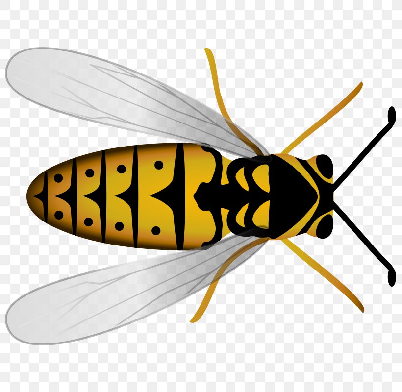 Western Honey Bee Hornet Beehive, PNG, 800x800px, Bee, Arthropod, Beehive, Bumblebee, Fly Download Free