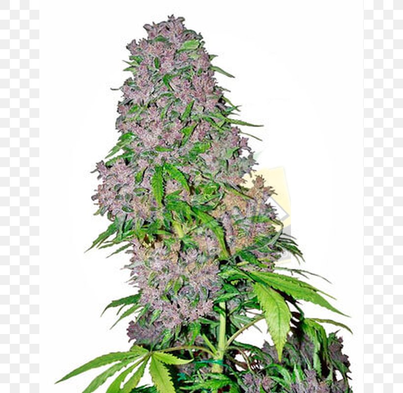 Cannabis Sativa Bud Sensi Seeds Kush, PNG, 800x800px, Cannabis Sativa, Bud, Cannabis, Color, Flower Download Free
