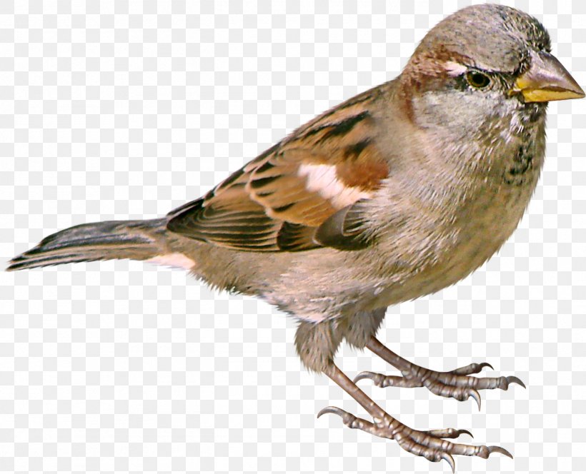 House Sparrow Bird Clip Art, PNG, 1397x1132px, Sparrow, American Sparrows, Beak, Bird, Brambling Download Free
