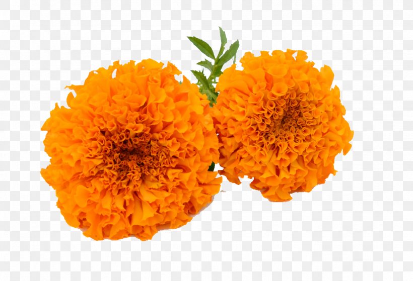 Marigold Calendula Officinalis Clip Art, PNG, 1024x699px, Marigold, Calendula, Calendula Officinalis, Cut Flowers, Export Download Free