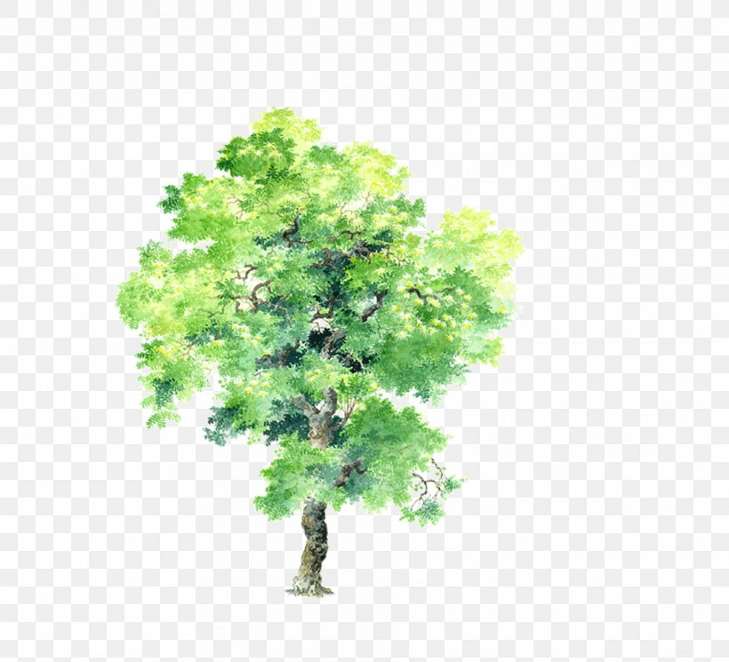 Tree Drawing Plant Computer-aided Design, PNG, 1872x1701px, Tree, Bauhinia Variegata, Bauhinia Xd7 Blakeana, Branch, Computeraided Design Download Free