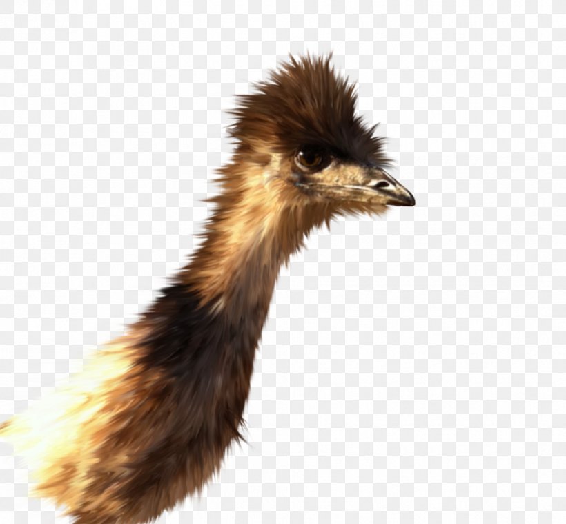 Emu Common Ostrich Feather Beak 22 November, PNG, 929x861px, 6 November, Emu, Beak, Bird, Chilean Flamingo Download Free