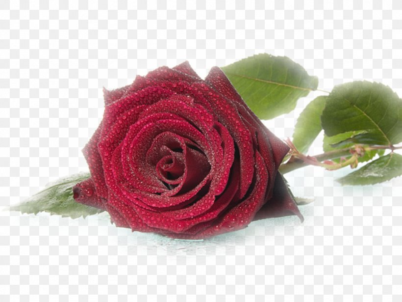 Rose Wedding Flower Desktop Wallpaper Birthday, PNG, 1024x768px, Rose, Artificial Flower, Birthday, Color, Cut Flowers Download Free
