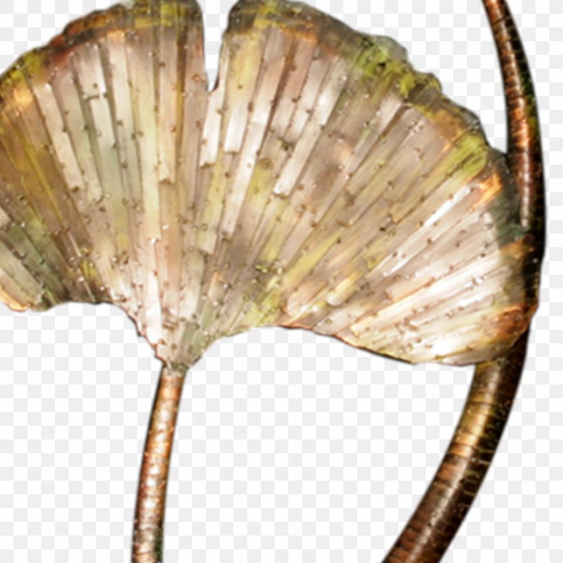 Ginkgo Biloba Seashell Living Fossil Art, PNG, 900x900px, Ginkgo Biloba, Art, Asian Art, Dominance, Food Download Free