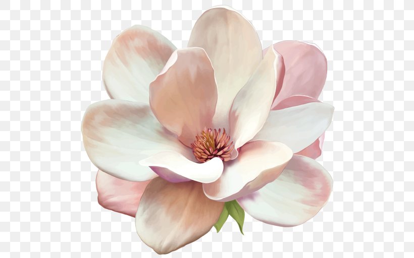 Magnolia Denudata Flower, PNG, 512x512px, Magnolia, Art, Blossom, Creative Market, Floral Design Download Free