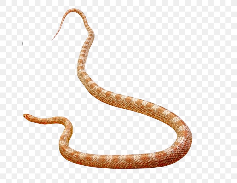 Rattlesnake Vipers Elapid Snakes Cobra, PNG, 668x633px, Rattlesnake, Anaconda, Animal, Animal Figure, Boas Download Free