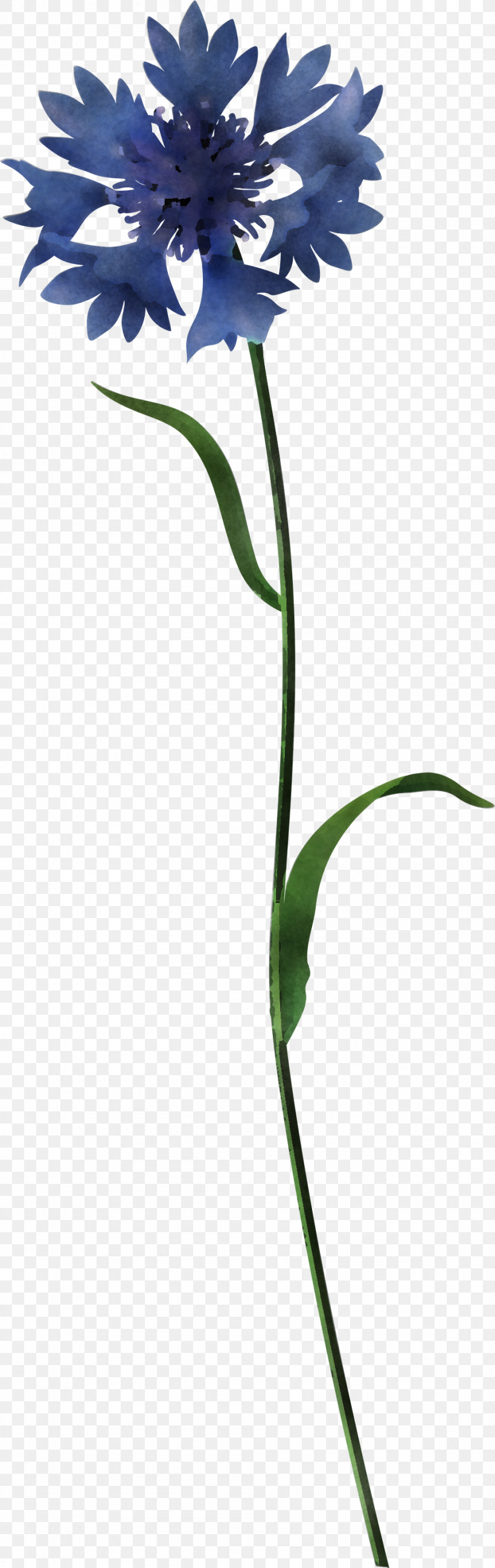 Flower Plant Plant Stem Leaf Grass Family, PNG, 947x2999px, Flower, Grass Family, Leaf, Pedicel, Plant Download Free