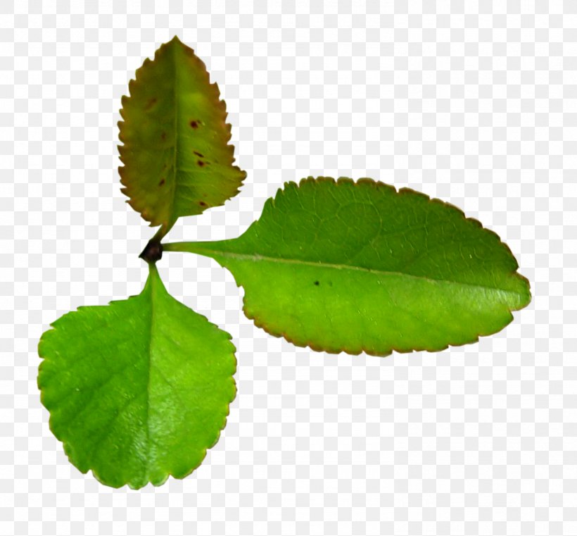 Leaf Herb Plant Stem Clip Art, PNG, 1487x1381px, Leaf, Herb, Http Cookie, Liveinternet, Photography Download Free