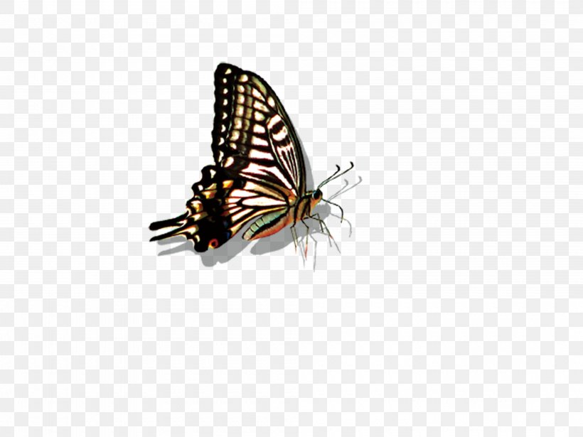 BlackBerry DTEK50 Monarch Butterfly Photographic Film Insect, PNG, 4000x3000px, Blackberry Dtek50, Arthropod, Brush Footed Butterfly, Butterfly, Crystal Download Free