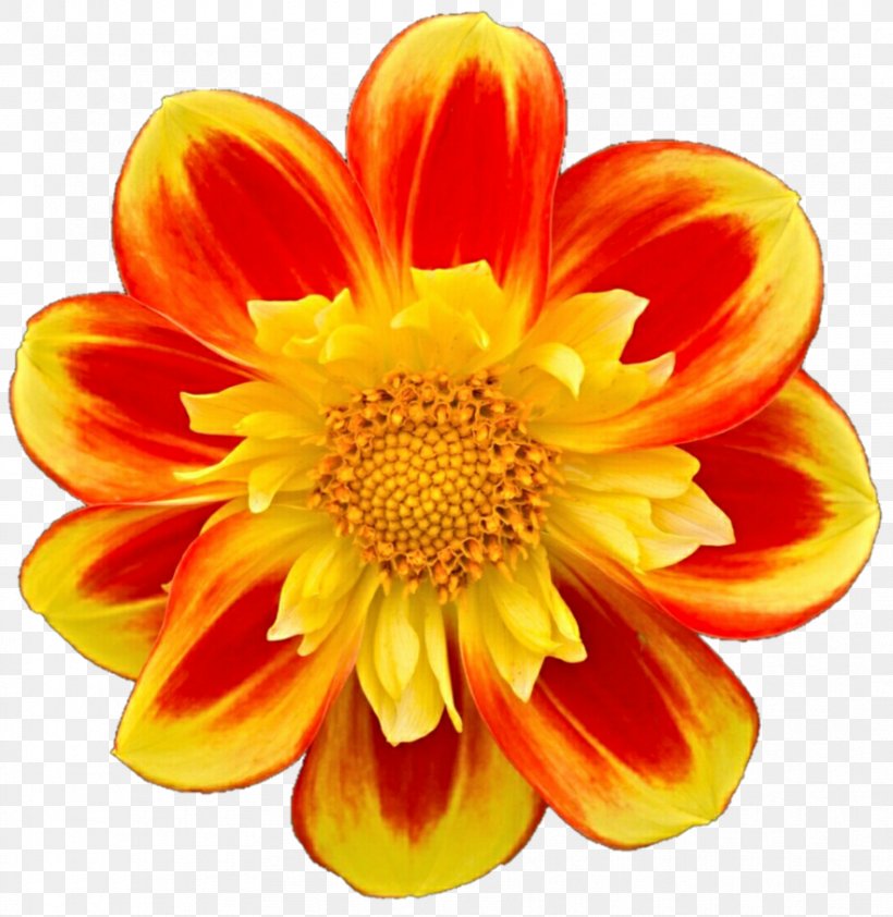 Dahlia Floristry Transvaal Daisy Cut Flowers Chrysanthemum, PNG, 882x906px, Dahlia, Annual Plant, Chrysanthemum, Chrysanths, Cut Flowers Download Free