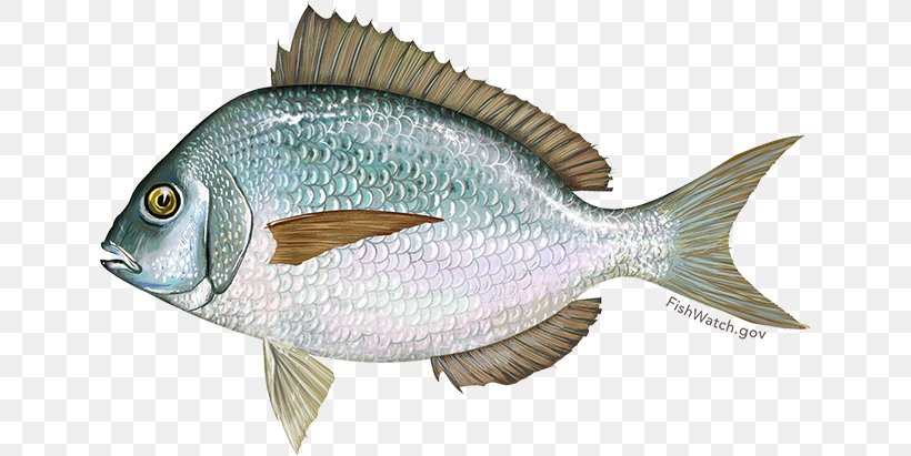 Scup Fishery Fishing Black Sea Bass Summer Flounder, PNG, 640x411px, Scup, Angling, Barramundi, Bass, Black Sea Bass Download Free