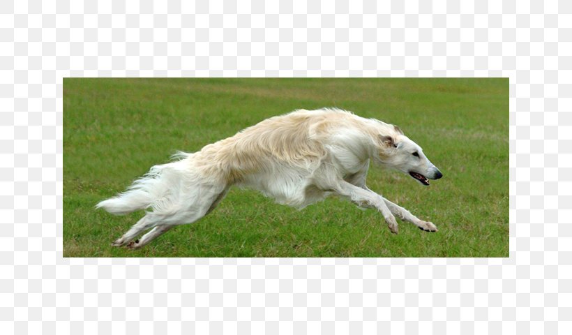 Borzoi Saluki Silken Windhound Whippet Polish Greyhound Png