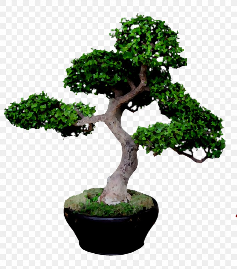 Chinese Sweet Plum Tree, PNG, 1367x1553px, Chinese Sweet Plum, Bonsai, Elm, Flower, Flowering Plant Download Free