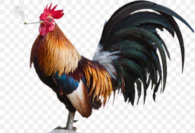 Cochin Chicken Rhode Island Red Leghorn Chicken Rooster Poultry, PNG, 1154x784px, Cochin Chicken, Bantam, Beak, Bird, Chicken Download Free