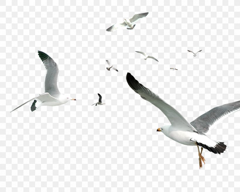 Flying Bird Gulls Flocks, PNG, 1000x800px, Bird, Android, Beak, Charadriiformes, Ducks Geese And Swans Download Free