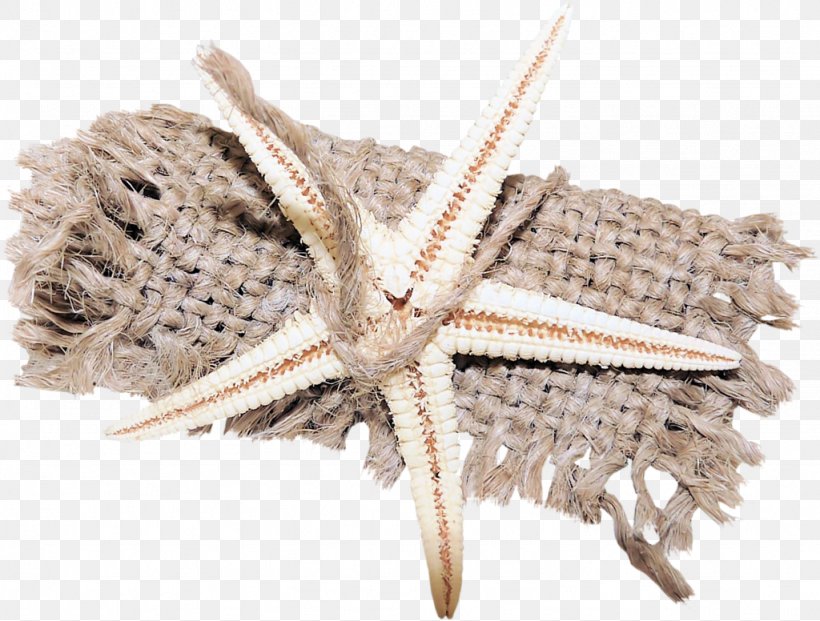 Seashell Starfish Polyvore Landscape Yandex Search, PNG, 1024x776px, Seashell, Art, Boat, Conch, Echinoderm Download Free