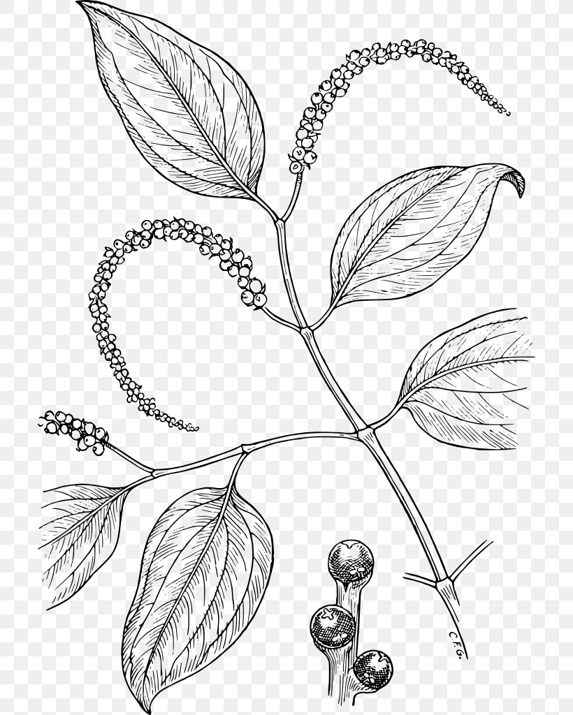 Black Pepper Drawing Condiment, PNG, 712x1024px, Black Pepper, Artwork, Black And White, Botanical Illustration, Branch Download Free