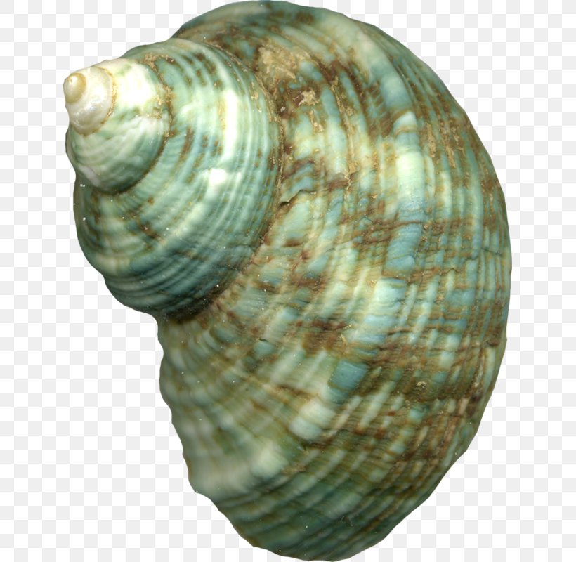 Cockle Sea Snail Animal, PNG, 639x800px, Cockle, Animal, Artifact, Clam, Clams Oysters Mussels And Scallops Download Free