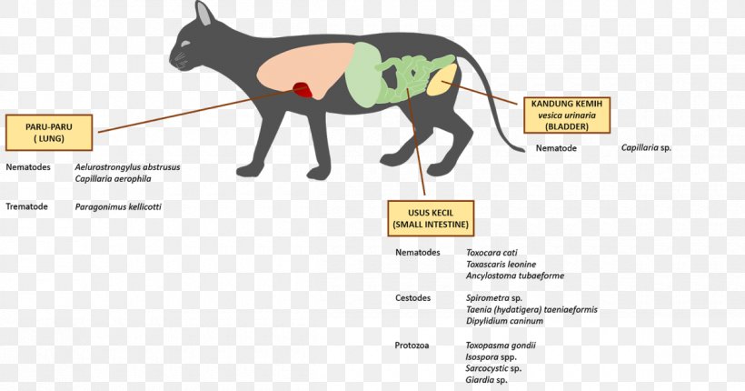 Horse Cat ResearchGate GmbH Pet Spirometra, PNG, 1200x630px, Watercolor, Cartoon, Flower, Frame, Heart Download Free