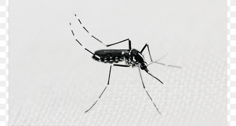 Mosquito Insect White, PNG, 991x529px, Mosquito, Arthropod, Black And White, Fly, Insect Download Free