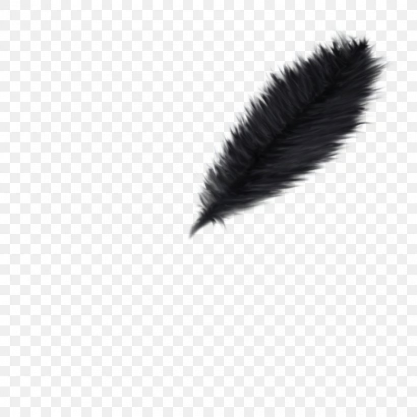 Feather PhotoScape Desktop Wallpaper, PNG, 894x894px, Feather, Black, Black And White, Brush, Color Download Free