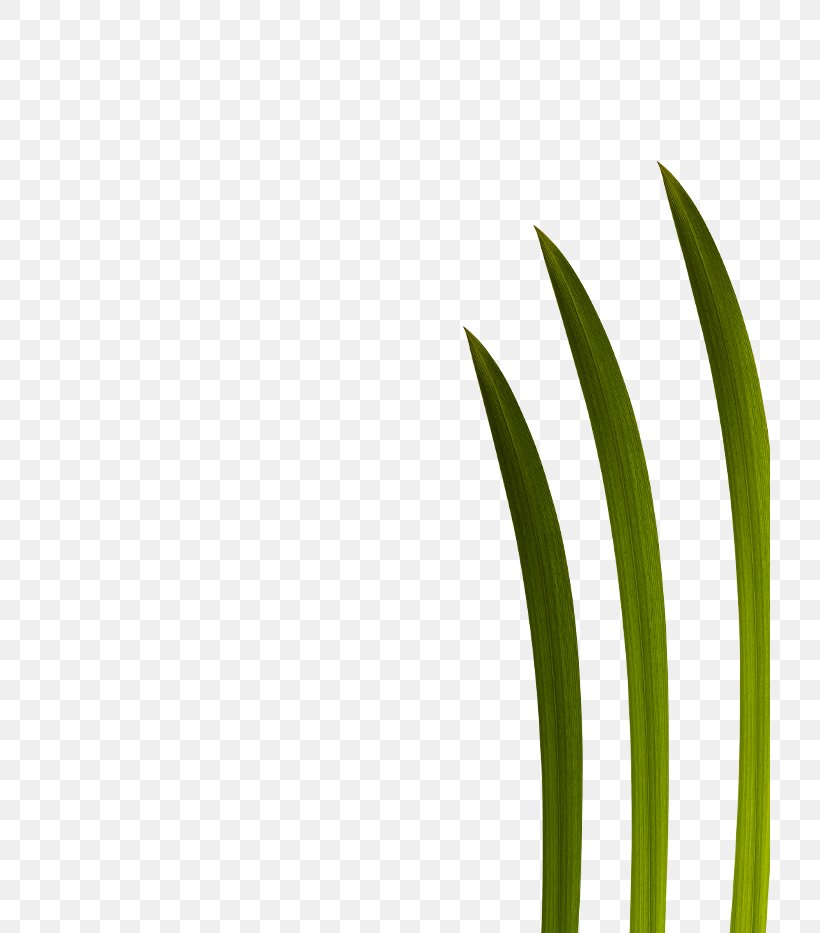 Leaf Grasses Green Plant Stem Font, PNG, 720x933px, Leaf, Closeup, Family, Flower, Grass Download Free