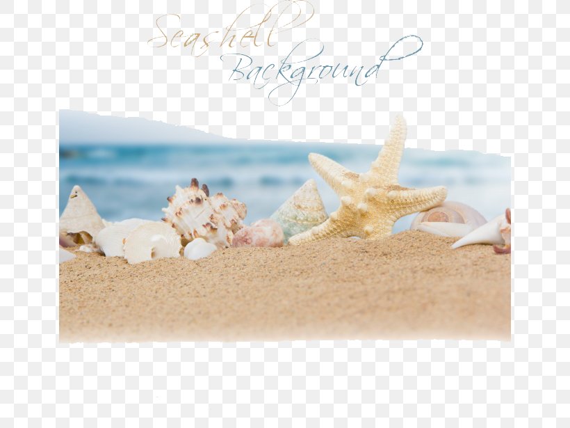 Beach Sand Ocean Seashell, PNG, 650x615px, Beach, Mollusc Shell, Ocean, Photography, Sand Download Free
