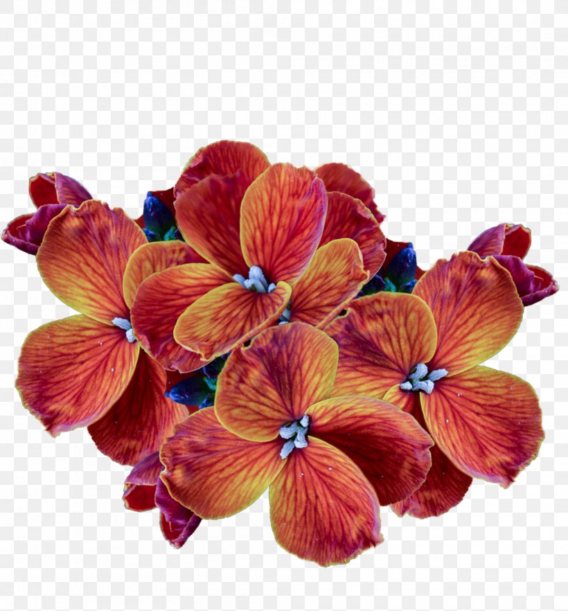 Cut Flowers Petal Clip Art, PNG, 2005x2157px, Flower, Advertising, Cut Flowers, Flowering Plant, Friendship Download Free