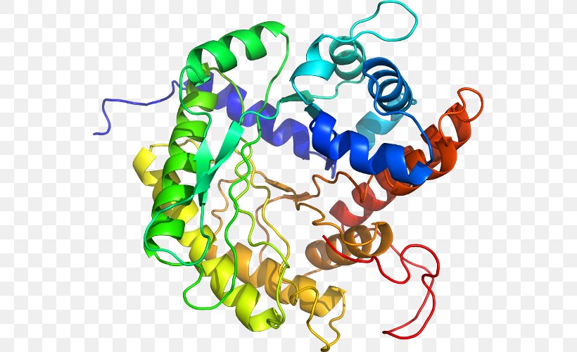 Cytochrome P450 CYP2E1 Cytochrome C Naftoflavon, PNG, 555x500px, Cytochrome P450, Artwork, Biology, Body Jewelry, Cell Download Free