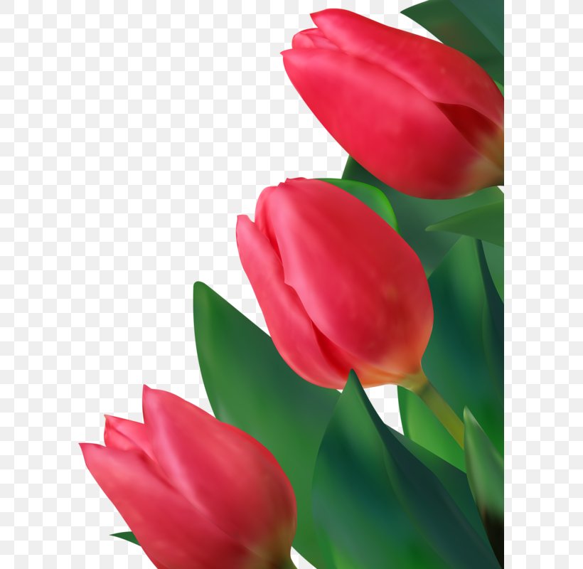 Euclidean Vector Tulip Flower, PNG, 599x800px, Tulip, Can Stock Photo, Cdr, Close Up, Flower Download Free