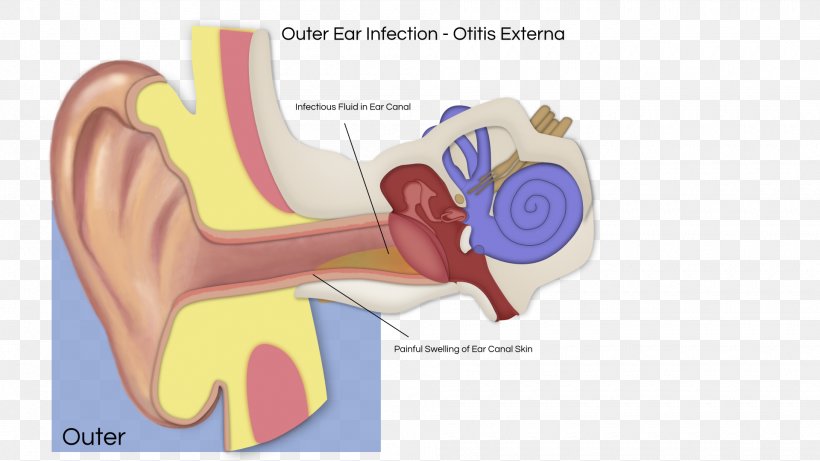Hearing Otitis Media Vestibular Schwannoma Inner Ear, PNG, 1920x1080px, Watercolor, Cartoon, Flower, Frame, Heart Download Free