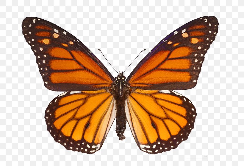 The Monarch Butterfly Milkweed Butterflies Clip Art, PNG, 800x557px, Butterfly, Animal Migration, Arthropod, Brush Footed Butterfly, Brushfooted Butterflies Download Free