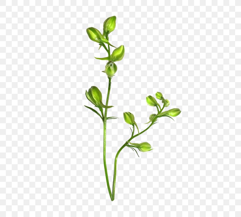Branch Plant Stem Leaf Flower Sepal, PNG, 500x740px, Branch, Flower, Flowerpot, Herb, Herbalism Download Free