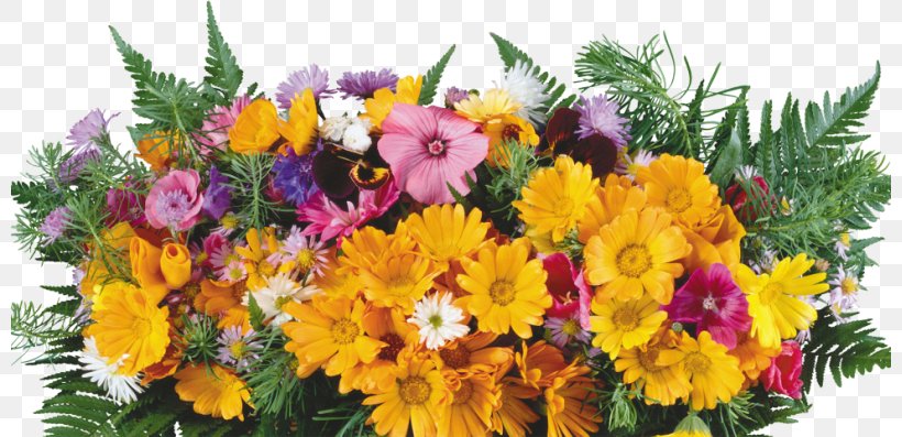 Flower Chrysanthemum Floristry Plant, PNG, 800x397px, Flower, Annual Plant, Blue, Chrysanthemum, Color Download Free