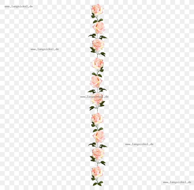 Flowering Plant Font, PNG, 800x800px, Flowering Plant, Plant Download Free