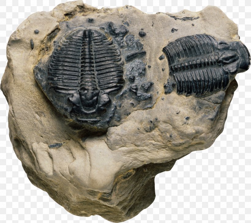 Index Fossil Trilobite Rock Biology, PNG, 2000x1780px, Fossil, Absolute Dating, Biology, Elrathia, Geologic Time Scale Download Free