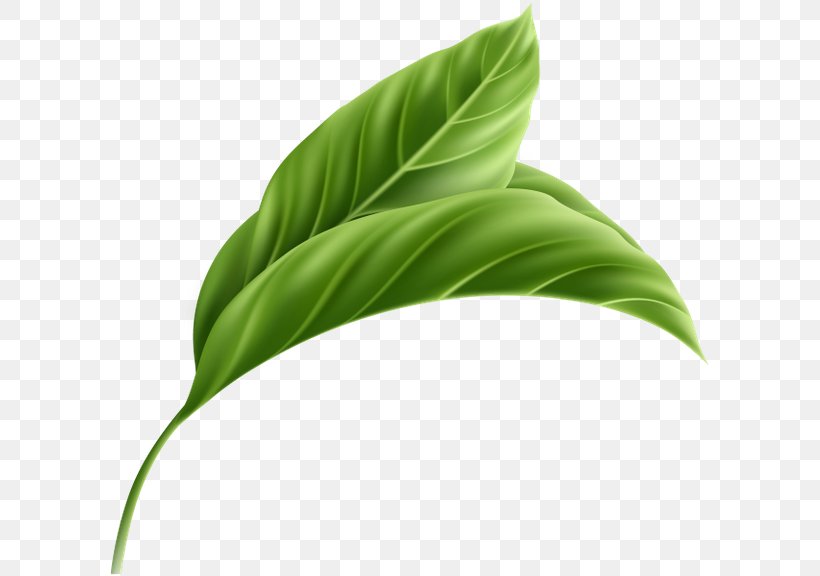 Leaf Plant Stem, PNG, 600x576px, Leaf, Grass, Green, Plant, Plant Stem Download Free