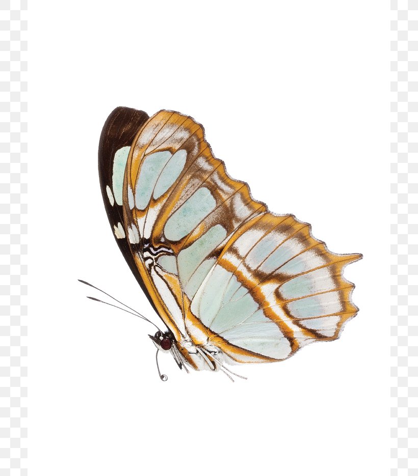 Monarch Butterfly JPEG Image, PNG, 712x935px, Monarch Butterfly, Arthropod, Butterfly, Insect, Invertebrate Download Free