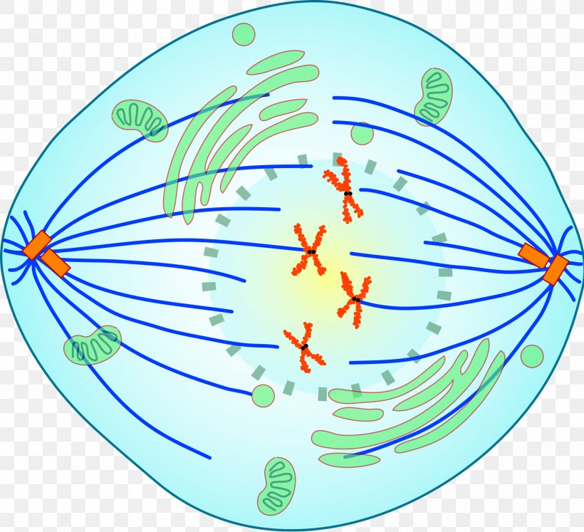 Prometaphase Mitosis Spindle Apparatus Meiosis, PNG, 2000x1823px, Prometaphase, Anaphase, Aqua, Area, Cell Download Free