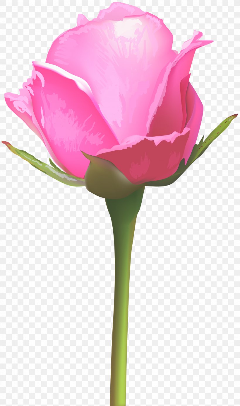 Rose Pink Flowers Floral Design, PNG, 4736x8000px, Rose, Blue, Bud, Carnation, China Rose Download Free